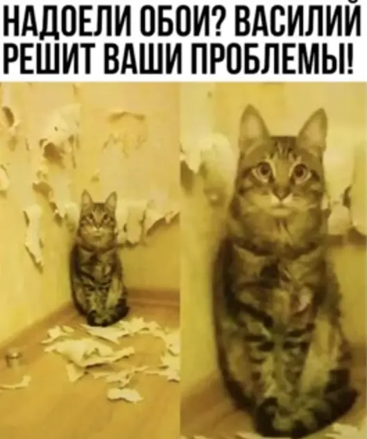 Обои С Котами Мем