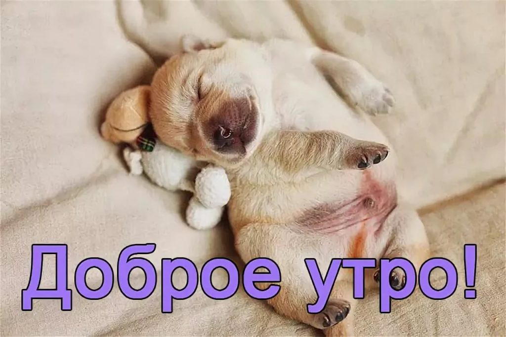 ДОБРОЕ УТРО ЧЕРЕЗ ТРИДВАОДИН! Приколы с котами! САМЫЕ