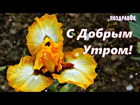 Пожелания с добрым утром: новинки для