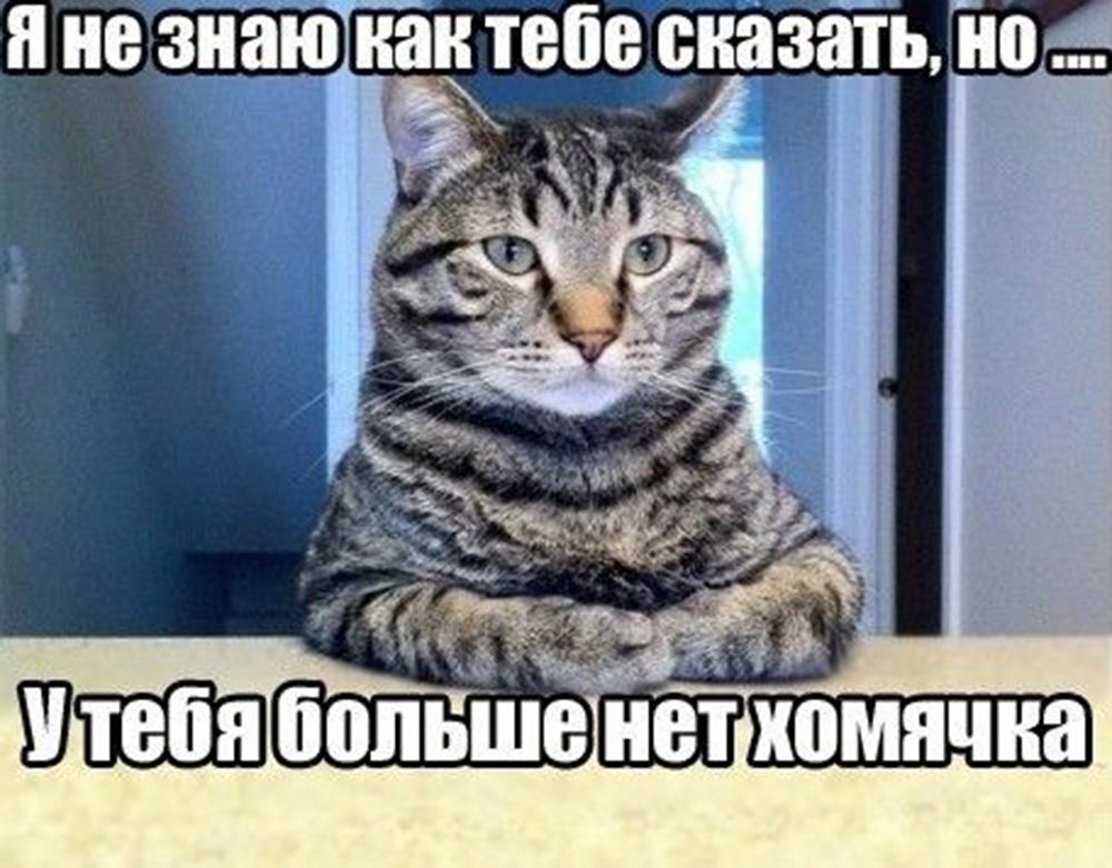 Приколы с котами! С ОЗВУЧКОЙ! ТАКИЕ смешные коты и собаки