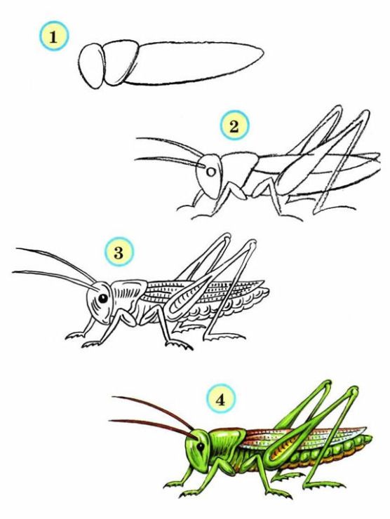 Кузнечик рисунок карандашом 