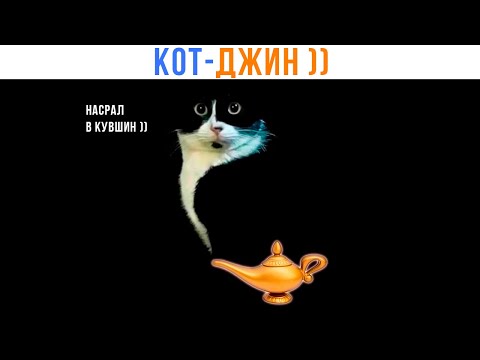 котики | Мемы про котов и т. д. | ВКонтакте