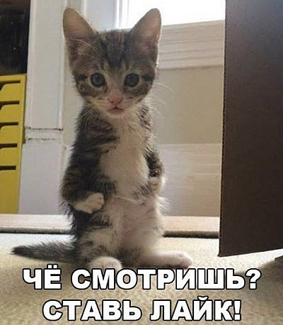 Мемы С котами про школу