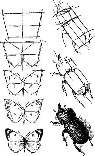 Как рисовать насекомых | С лупой и