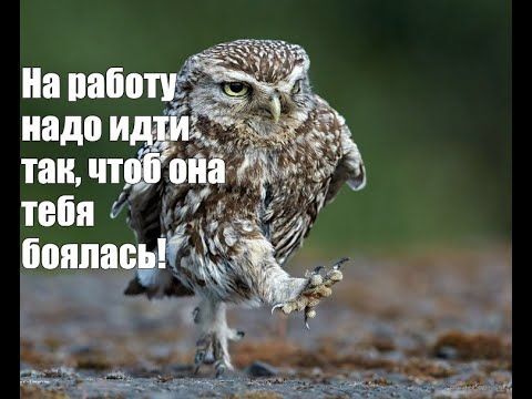 сова #совы #курили #одинаково #мем #мемас #прикол #ржака