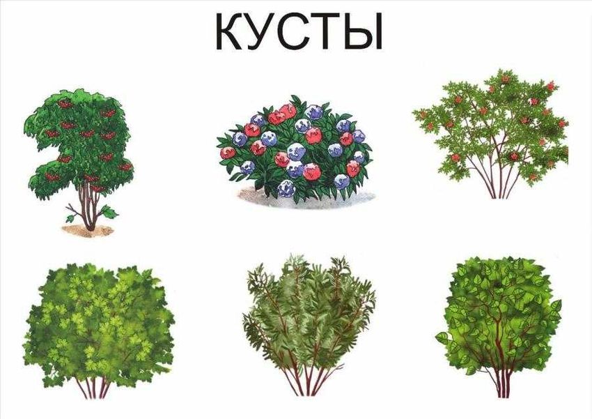 Куст с ягодами рисунок. Скачать и