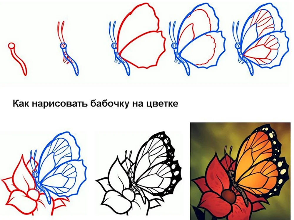 Рисуем бабочку карандашом поэтапно для начинающих