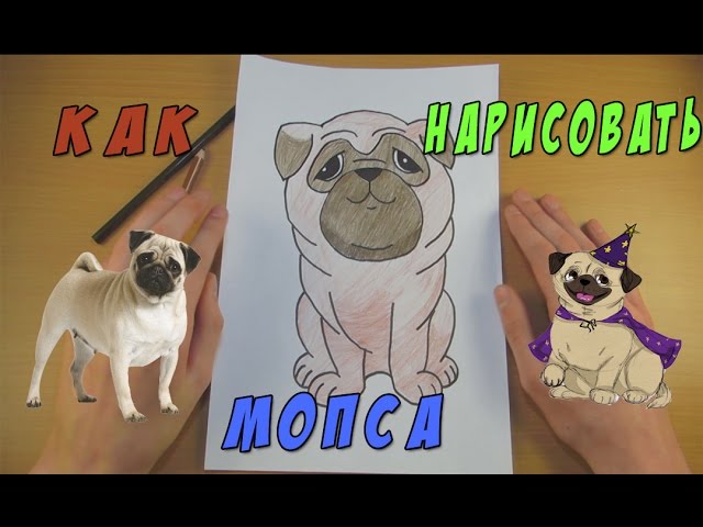 Как нарисовать мопса: пошаговая инструкция | TikTok