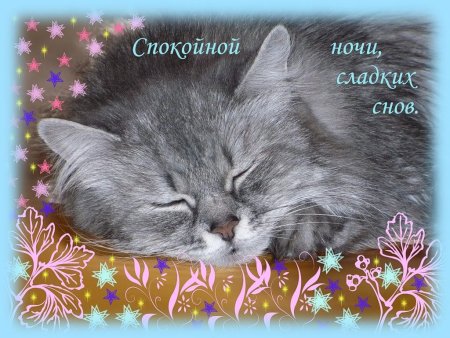 Котики! Кошки! Гиф с пожеланием спокойной ночи, пожелания