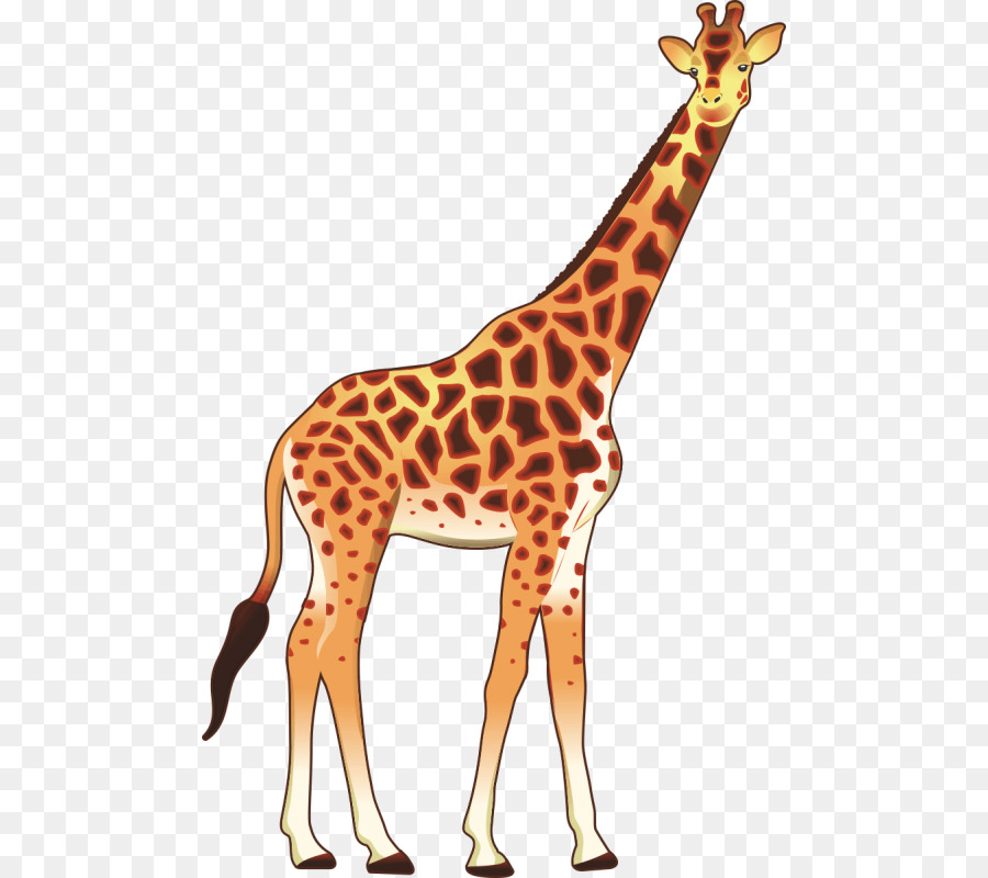 Giraffe Cartoon Illustration, Zoo