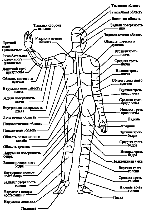 Урок 14. Рисование фигуры человека в