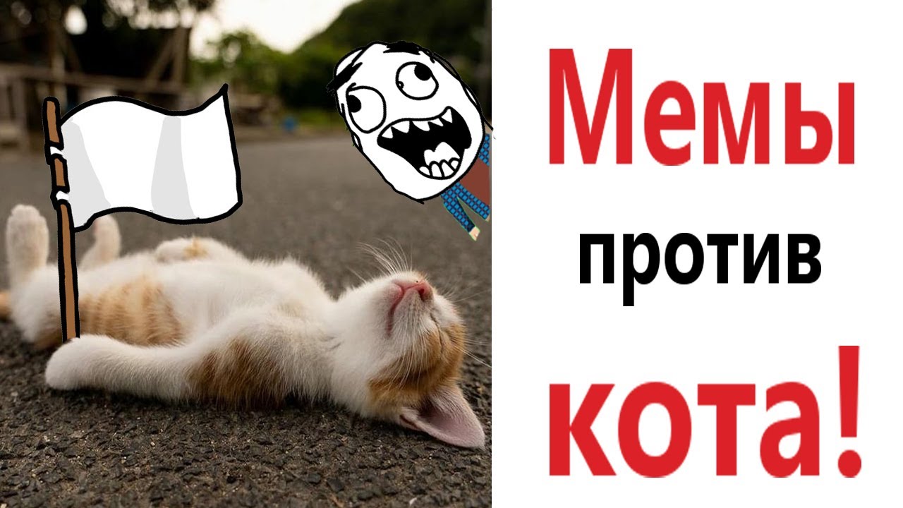 КотоЖиза 🐈 | #мемы #юмор #приколы #коты | Instagram