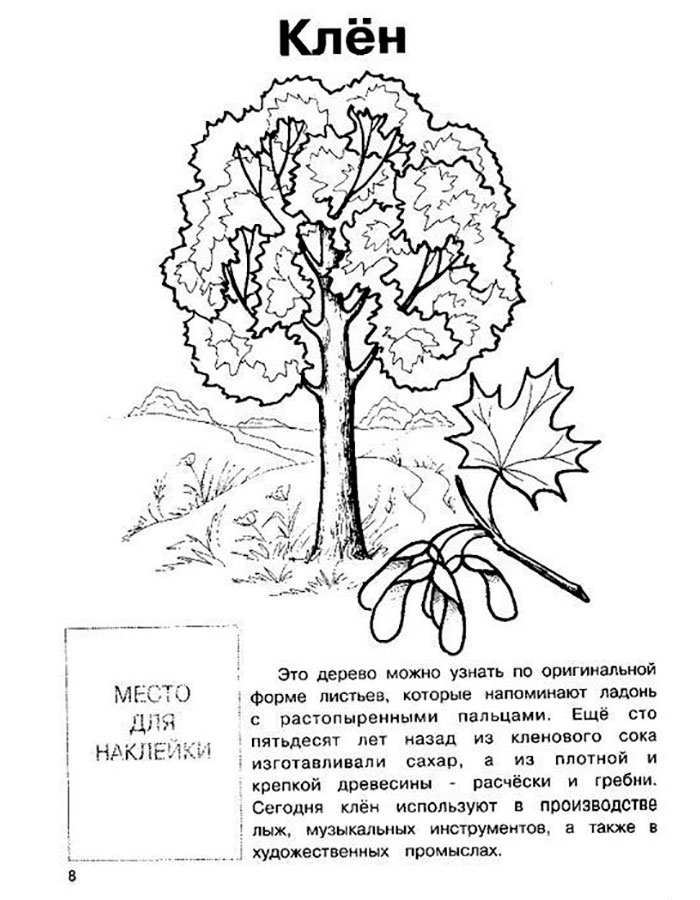 Раскраски клён, Раскраска Клен деревья.