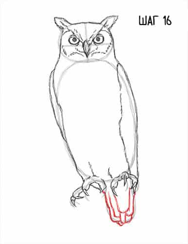 draw an owl