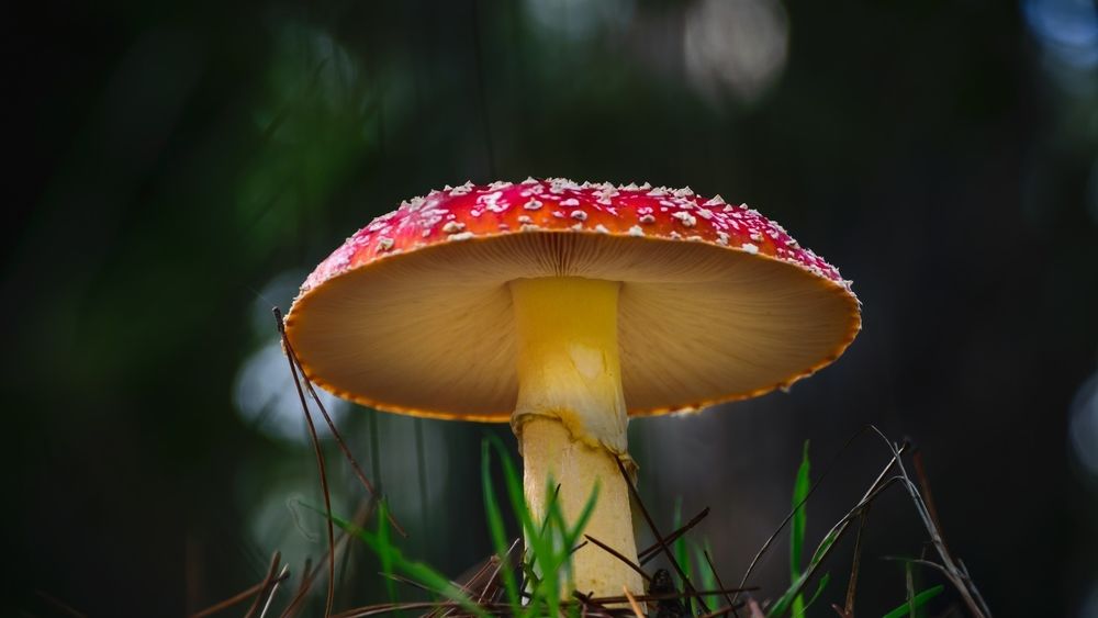 A wallpaper of mushrooms with a black