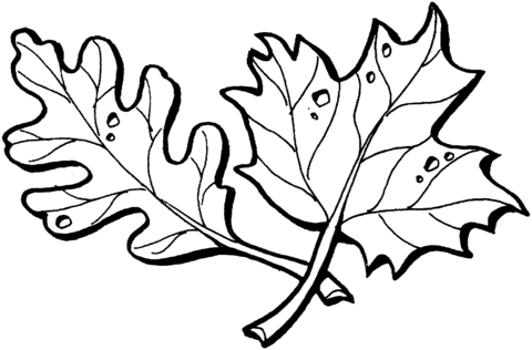 Maple leaf outline