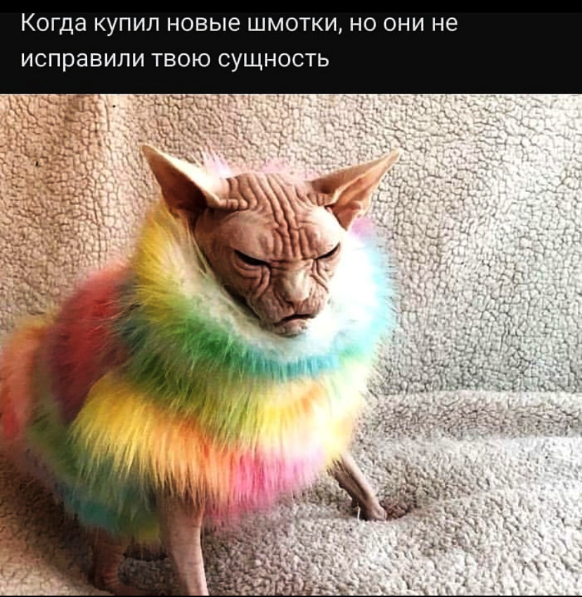 Кот мяукает и кивает