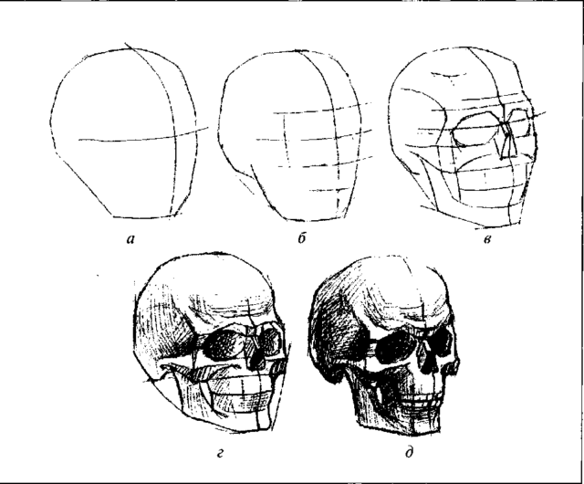 Рисунок черепа для начинающих 