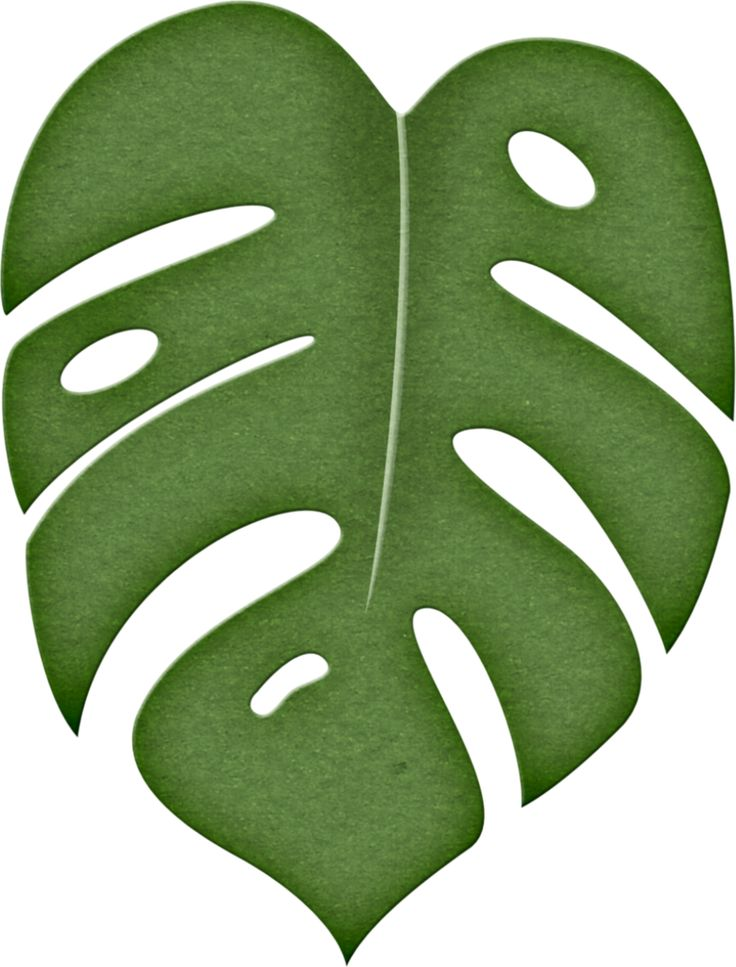 monstera leaf on green Vector Image