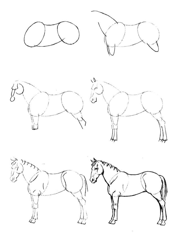 Как нарисовать карандашом лошадь поэтапно