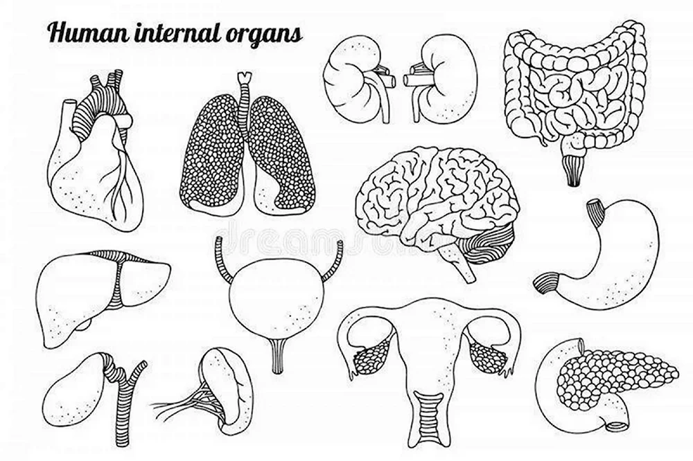 Раскраски Внутренних Органов Человеческого Тела Изображения
