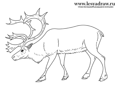 Рисунок оленя непрерывной линией. Как нарисовать