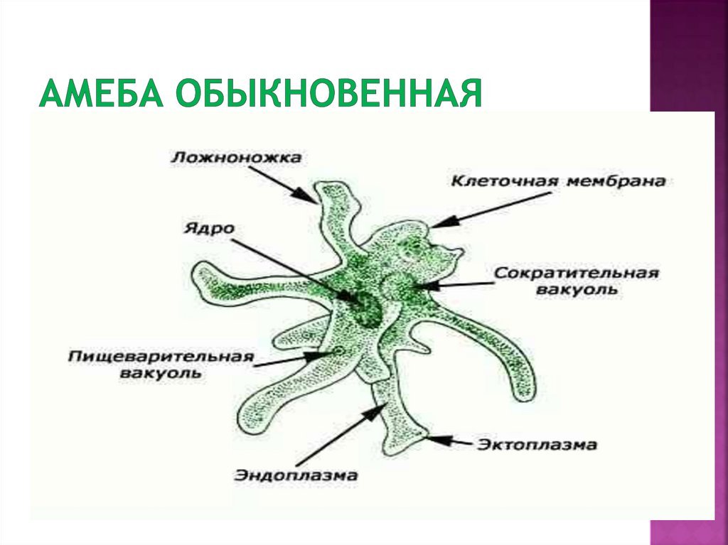 Строение амебы обыкновенной рисунок