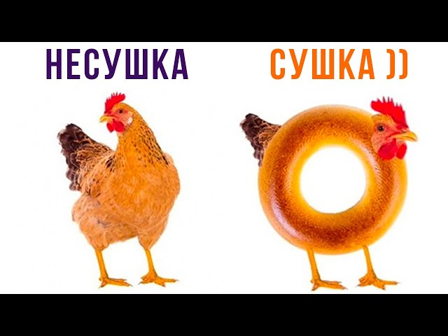 Все мемы курицы