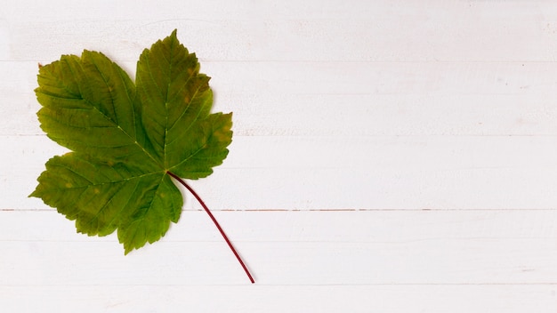 Grape leaf stencil