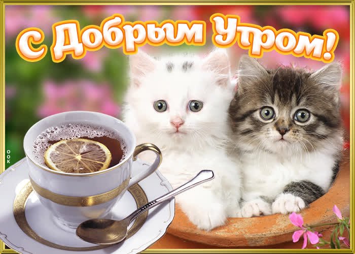 Картинки с добрым утром с собаками