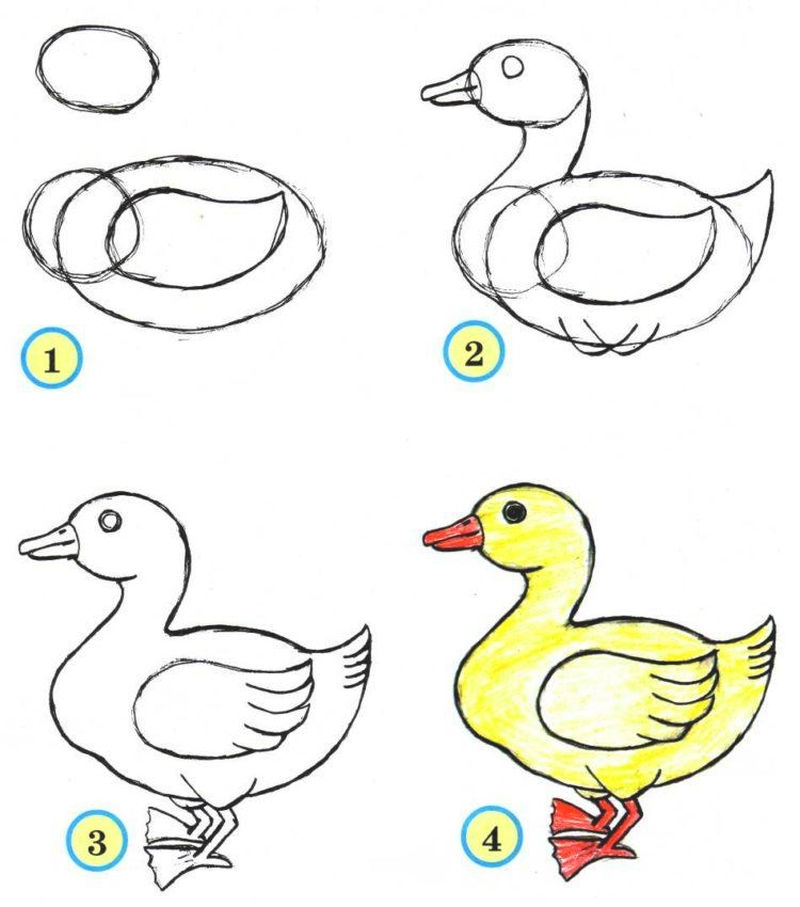 Как нарисовать гуся карандашом | Рисунок для начинающих