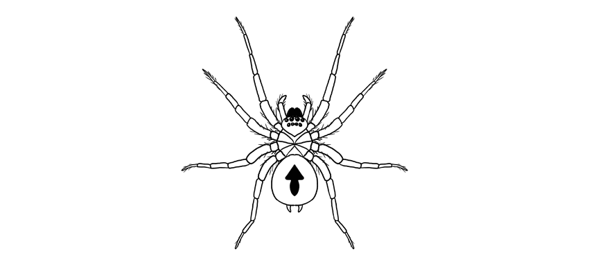 How to draw a Spider