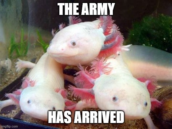 Axolotl : r/dankmemes