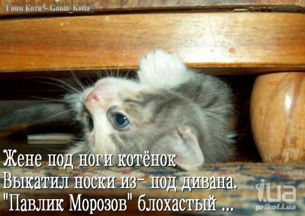 Мемы Про котов поржать