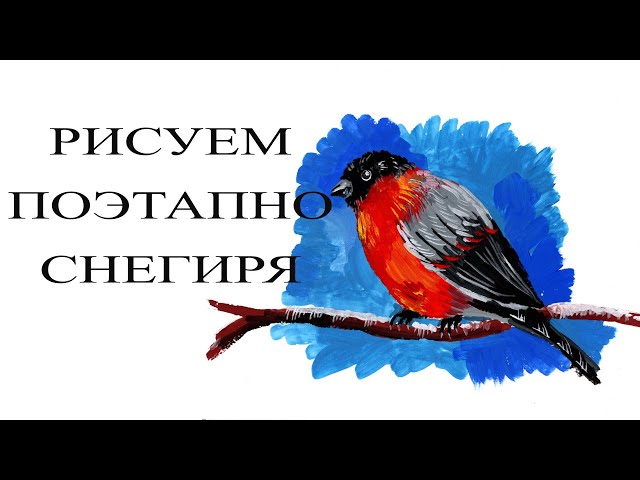 Как нарисовать снегиря карандашом поэтапно ✏