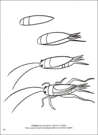 Рисунки насекомых карандашом 