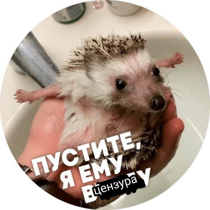 Ёжик домашний питомец