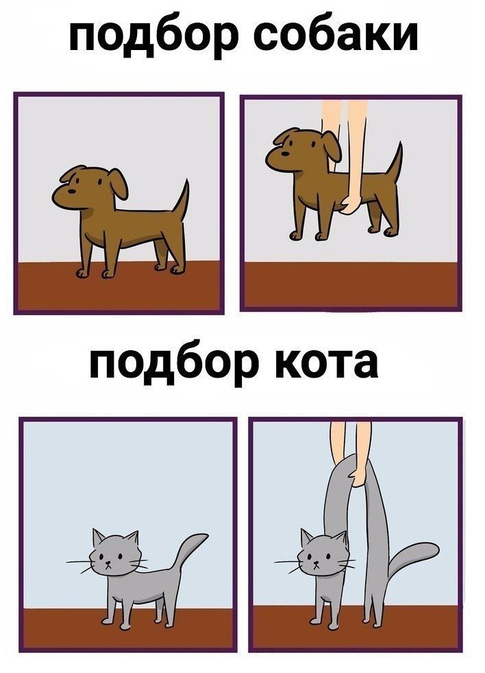 Мемы С котом и девушками