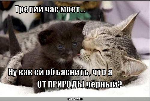 Смешные коты и кошки|| Фото, видео, приколы с котами