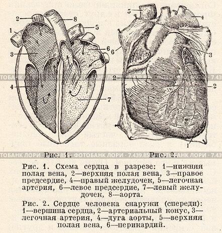 Шаблоны человеческого сердца