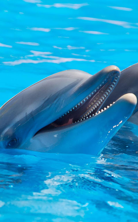 Dolphin by Live wallpaper HD на Андроид скачать бесплатно