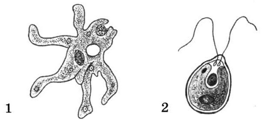 Рисунок животного амеба 