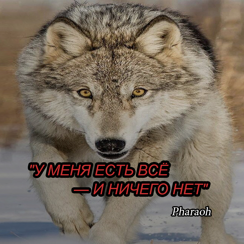 🐺 Нейронный волк | Ауф мемы 🔞 | Берут нет давай | Instagram