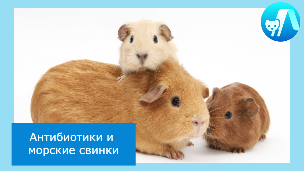 Миниатюрные бегемотики – лысые морские свинки WikiPet.ru