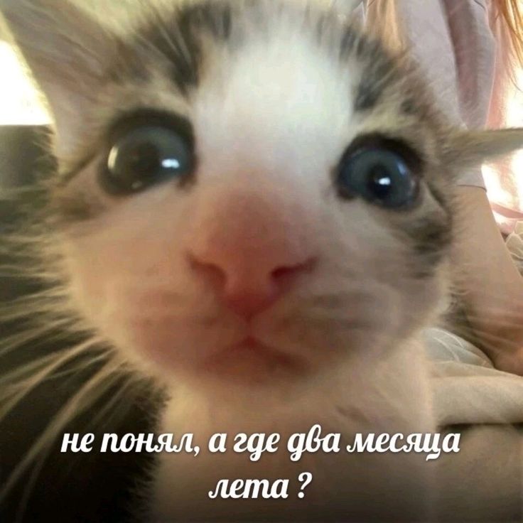 Мемы с котами