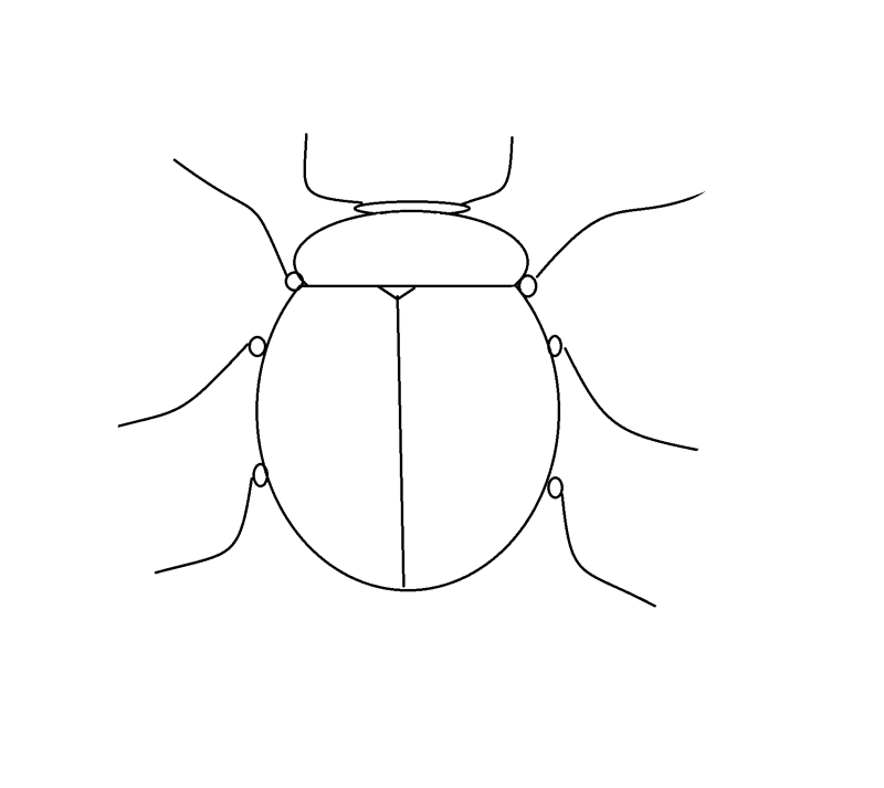 Жуки и Рисунок карандашом: истории из