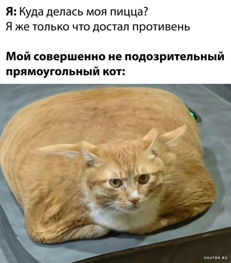 Прикольные котики 