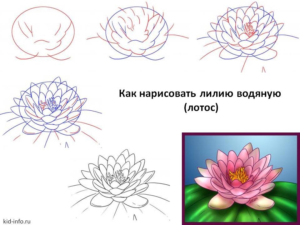 Кувшинки и анемоны. Акварельный онлайн