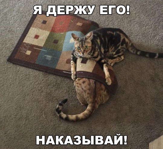 Коты и кошки