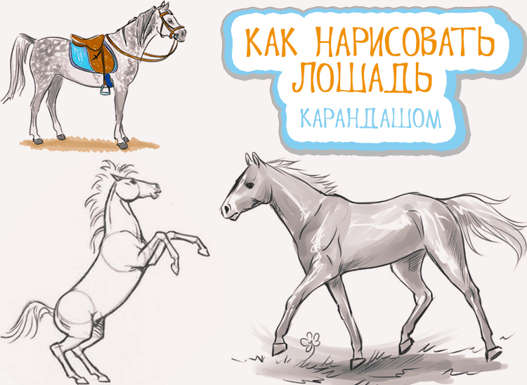 Как нарисовать лошадь